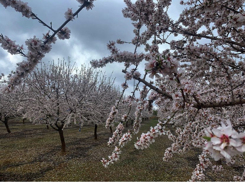 Almendros en floración, todavía sin hojas