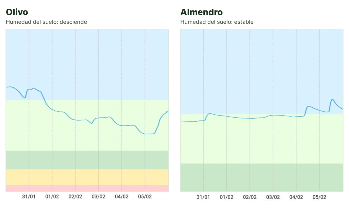 Gráficas de humedad del suelo en olivo y almendro: en olivo la curva desciende y en almendro se mantiene estable