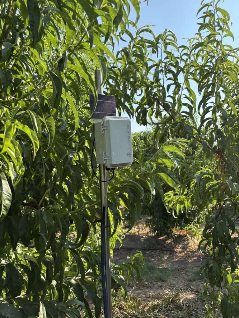 Cuándo y cuánto regar: cómo decidirlo con sondas de humedad del suelo lin12