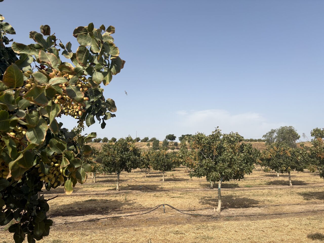Riego del pistacho por goteo: fases críticas y cómo ajustar el agua