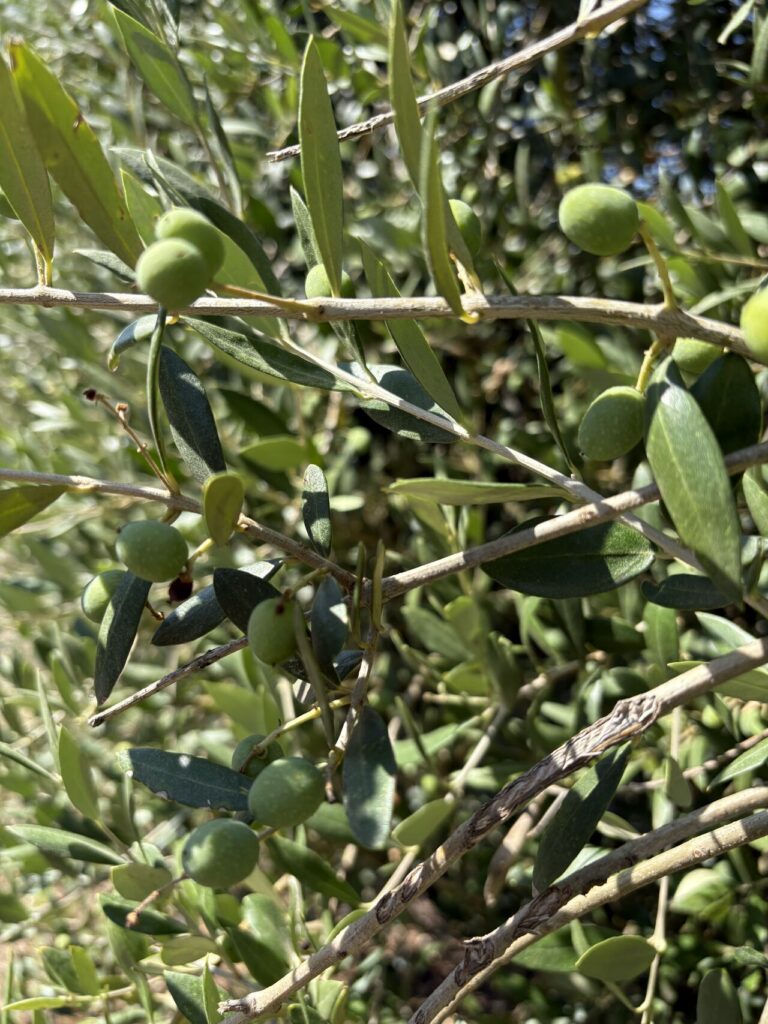 El invierno también consume agua: lo que nos enseñan las sondas en olivo y almendro olivar
