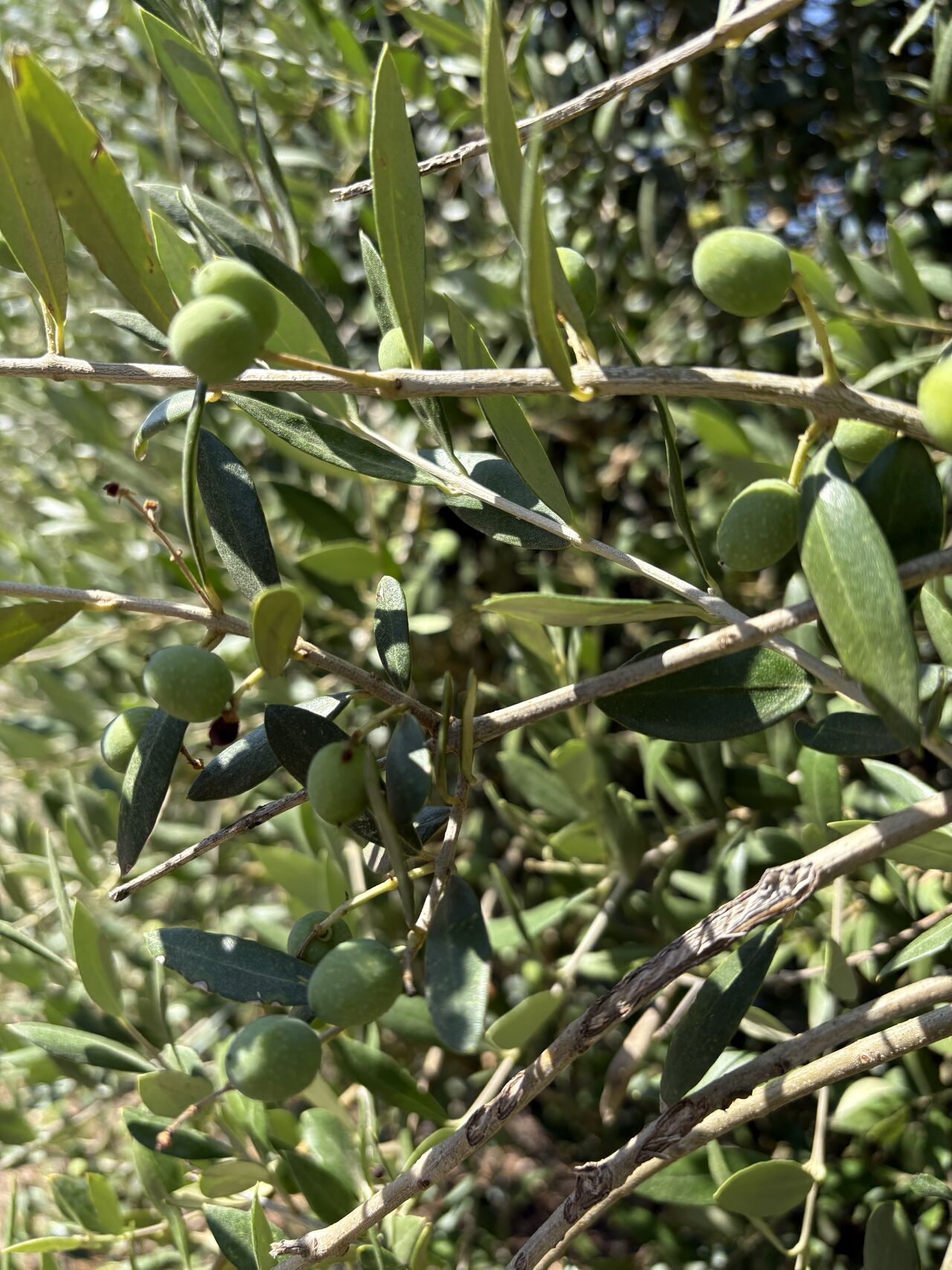 El invierno también consume agua: lo que nos enseñan las sondas en olivo y almendro
