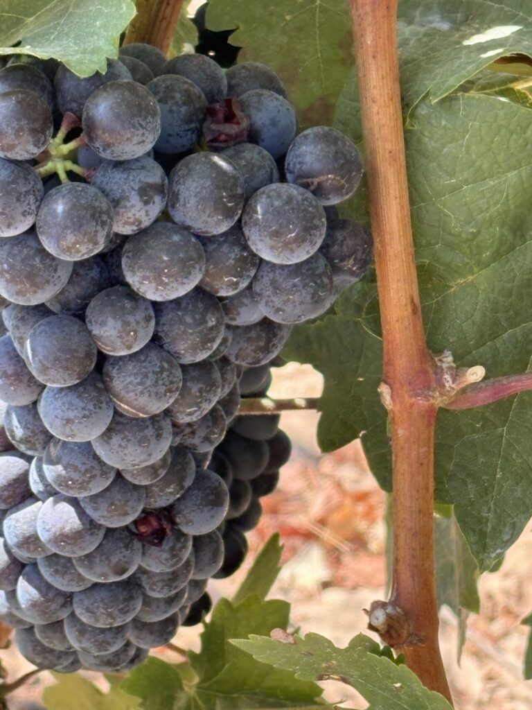 uvas